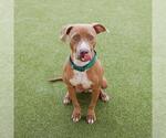 Small #1 American Pit Bull Terrier