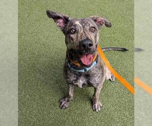 Mutt Dogs for adoption in San Martin, CA, USA