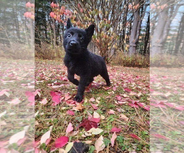Medium Photo #1 German Shepherd Dog Puppy For Sale in PRATTSBURGH, NY, USA