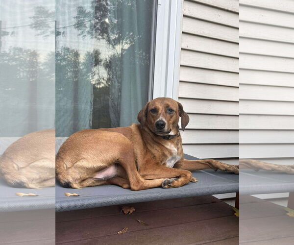 Medium Photo #1 Redbone Coonhound-Unknown Mix Puppy For Sale in Westwood, NJ, USA