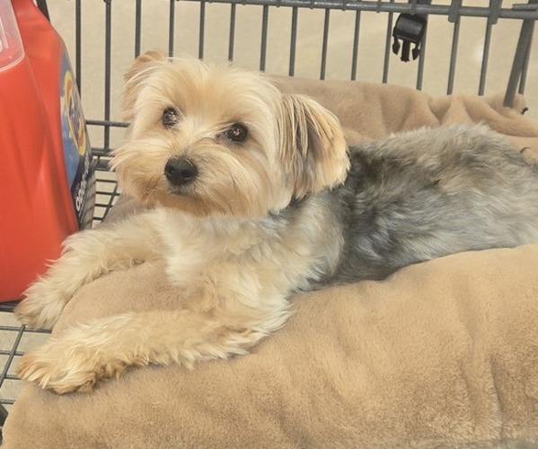 Medium Photo #1 Yorkshire Terrier Puppy For Sale in FAYETTEVILLE, NC, USA