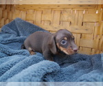 Small Photo #3 Dachshund Puppy For Sale in TULSA, OK, USA