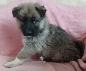 King Shepherd Puppy for sale in YUCCA VALLEY, CA, USA