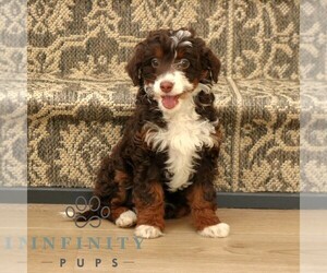 Bernedoodle (Miniature) Puppy for sale in PARADISE, PA, USA