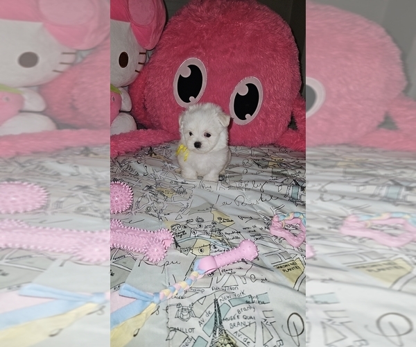 Medium Photo #3 Maltese Puppy For Sale in ORLANDO, FL, USA