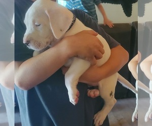 Dogo Argentino Puppy for sale in BELGRADE, ME, USA