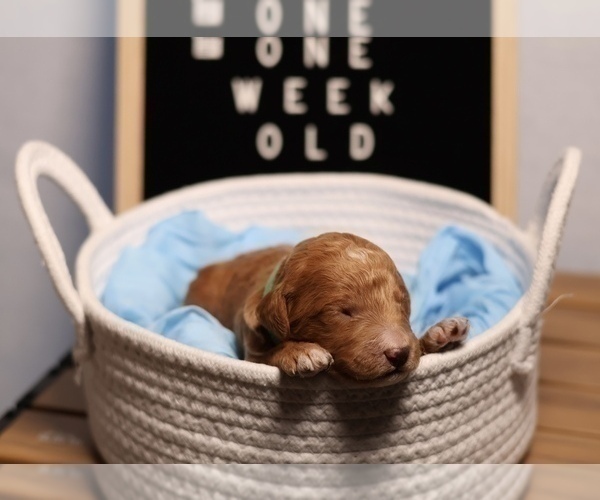 Medium Photo #4 Goldendoodle Puppy For Sale in MIAMI, FL, USA