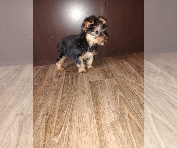 Medium Photo #4 Yorkshire Terrier Puppy For Sale in LAPEER, MI, USA