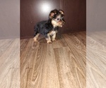 Small #3 Yorkshire Terrier