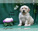 Small #1 English Cream Golden Retriever