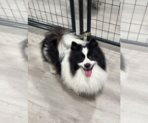 Pomeranian Dogs for adoption in Oak Bluffs, MA, USA