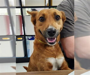 Carolina Dog-Unknown Mix Dogs for adoption in Temple, TX, USA