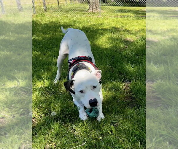 Medium Photo #5 Mutt Puppy For Sale in Osgood, IN, USA