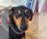 Small #2 Doberman Pinscher