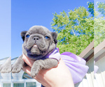 Small Photo #16 French Bulldog Puppy For Sale in MARYSVILLE, WA, USA