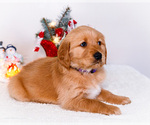 Small #10 Golden Retriever