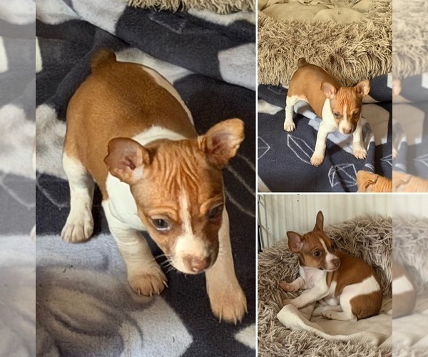 Medium Photo #4 Rat Terrier Puppy For Sale in WHITAKERS, NC, USA