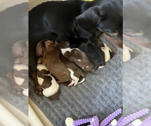 Dachshund Puppy for sale in MAYS LANDING, NJ, USA