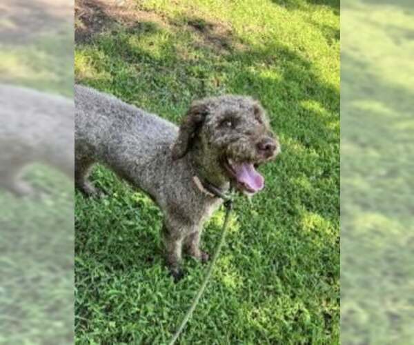 Medium Photo #6 Poodle (Standard) Puppy For Sale in Pacolet, SC, USA
