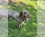 Small Photo #6 Poodle (Standard) Puppy For Sale in Pacolet, SC, USA