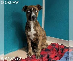 Boxer-Unknown Mix Dogs for adoption in Oklahoma City, OK, USA