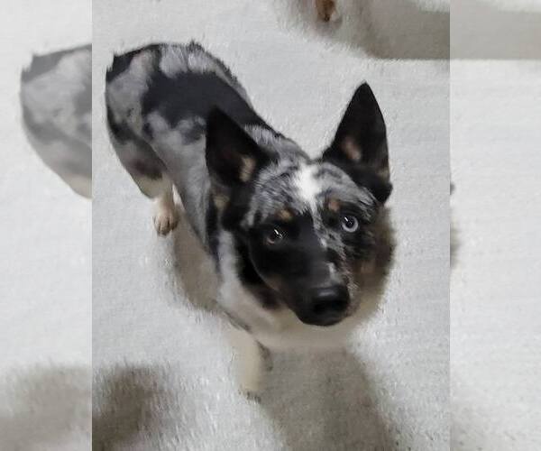 Medium Photo #5 Australian Shepherd-Unknown Mix Puppy For Sale in Highland, IL, USA