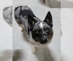 Small #4 Australian Shepherd Mix