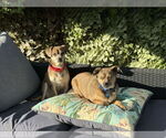 Small Photo #10 Chihuahua-Unknown Mix Puppy For Sale in San Francisco, CA, USA