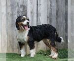 Small Photo #1 Bernedoodle (Miniature) Puppy For Sale in LITITZ, PA, USA