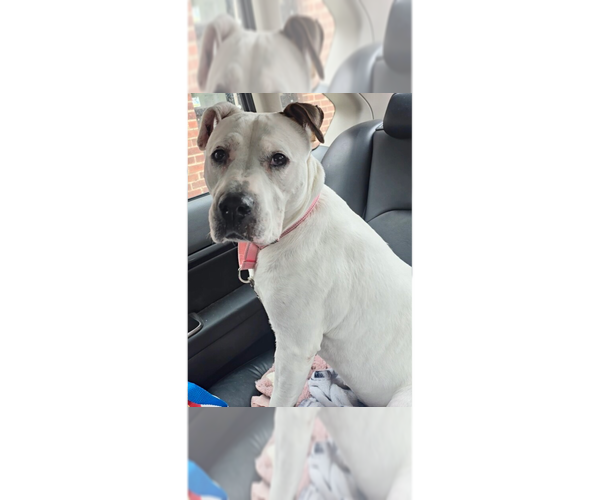Medium Photo #41 Dogo Argentino-Labrador Retriever Mix Puppy For Sale in Brewster, NY, USA