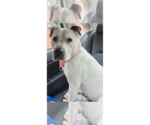 Small #40 Dogo Argentino-Labrador Retriever Mix