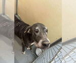Small #2 Great Dane