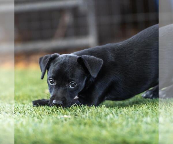 Medium Photo #2 Mutt Puppy For Sale in San Diego, CA, USA