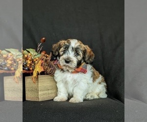 Havanese Puppy for sale in BIRD IN HAND, PA, USA