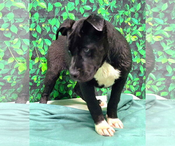 Medium Photo #4 American Pit Bull Terrier-Unknown Mix Puppy For Sale in Wetumpka, AL, USA