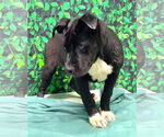 Small #3 American Pit Bull Terrier Mix