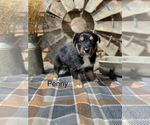 Small #14 Miniature American Shepherd