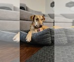 Small #10 American Pit Bull Terrier-Labrador Retriever Mix