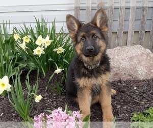 German Shepherd Dog Puppy for sale in MILFORD, IN, USA