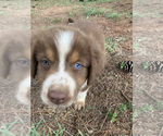 Small Photo #17 Australian Shepherd Puppy For Sale in MERIDIANVILLE, AL, USA