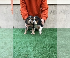 Beagle Puppy for Sale in BURLINGTON, Massachusetts USA