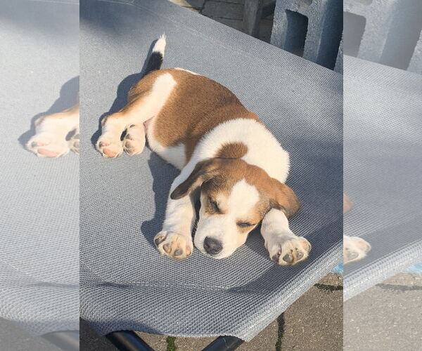 Medium Photo #10 Beagle-Unknown Mix Puppy For Sale in Derwood, MD, USA