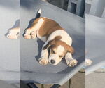 Small #9 Beagle Mix