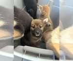 Small Photo #2 Shiba Inu Puppy For Sale in LOS ANGELES, CA, USA