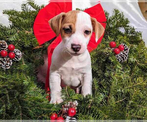 View Ad Jack Russell Terrier Puppy for Sale near New Hampshire