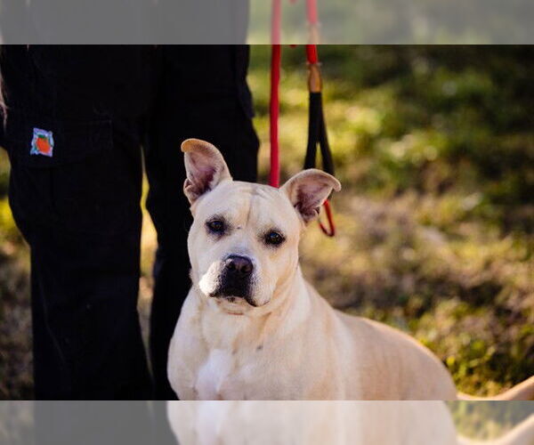 Medium Photo #2 Mutt Puppy For Sale in Orlando, FL, USA