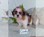 Small Photo #3 Shih Tzu Puppy For Sale in SUGARCREEK, OH, USA