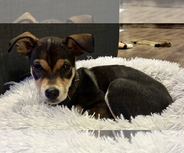 Medium Photo #8 Mutt Puppy For Sale in Jefferson, NJ, USA