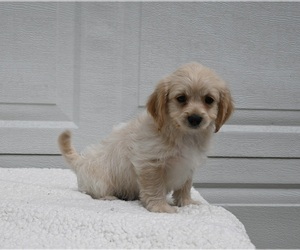 Cavachon-Poodle (Miniature) Mix Puppy for sale in DALTON, OH, USA