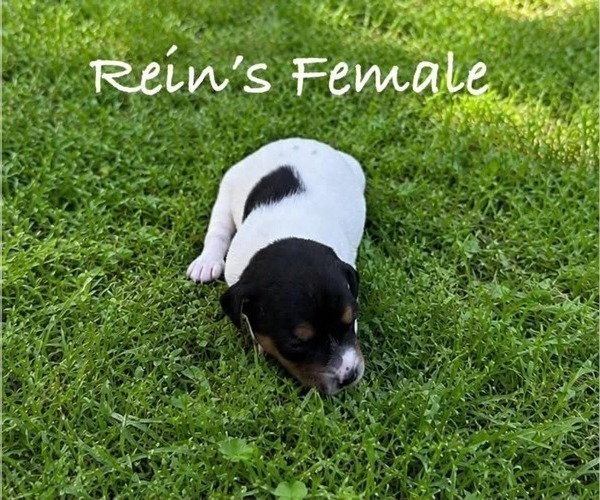 Medium Photo #3 Jack Russell Terrier Puppy For Sale in KINGSVILLE, MO, USA